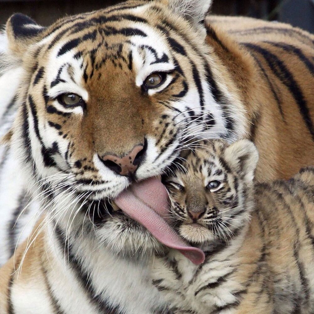 Meet your Posher, Ms T